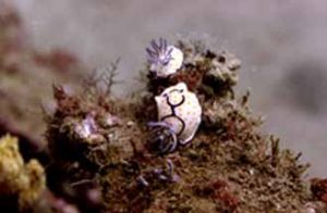 Small life Dibba rock U.A.E. 50ft Nikon 8008s 60mm macro ... by John Guy 